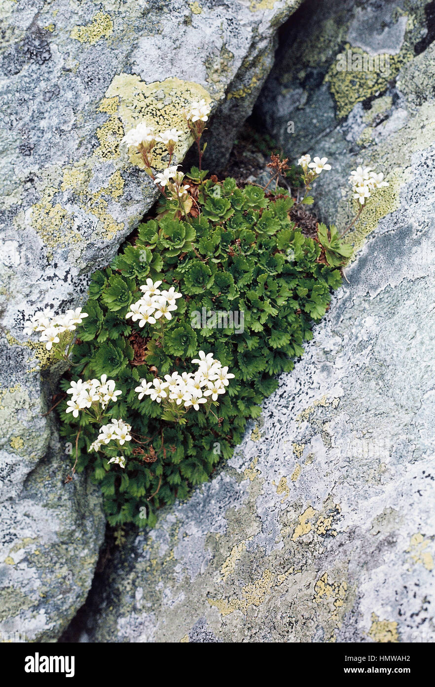 Piedmont Saxifrage (Saxifraga pedemontana), Saxifragaceae. Stock Photo