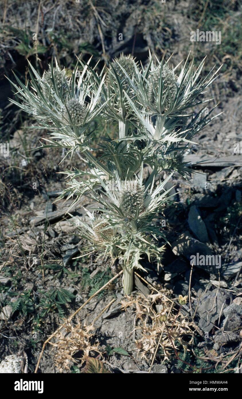 Eryngium spinalba, Apiaceae. Stock Photo