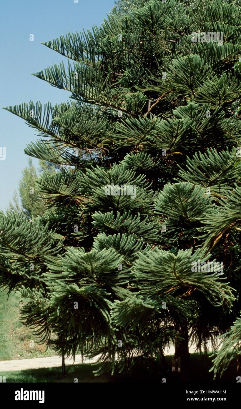Norfolk Island pine foliage (Araucaria excelsa or Araucaria heterophylla), Araucariaceae. Stock Photo