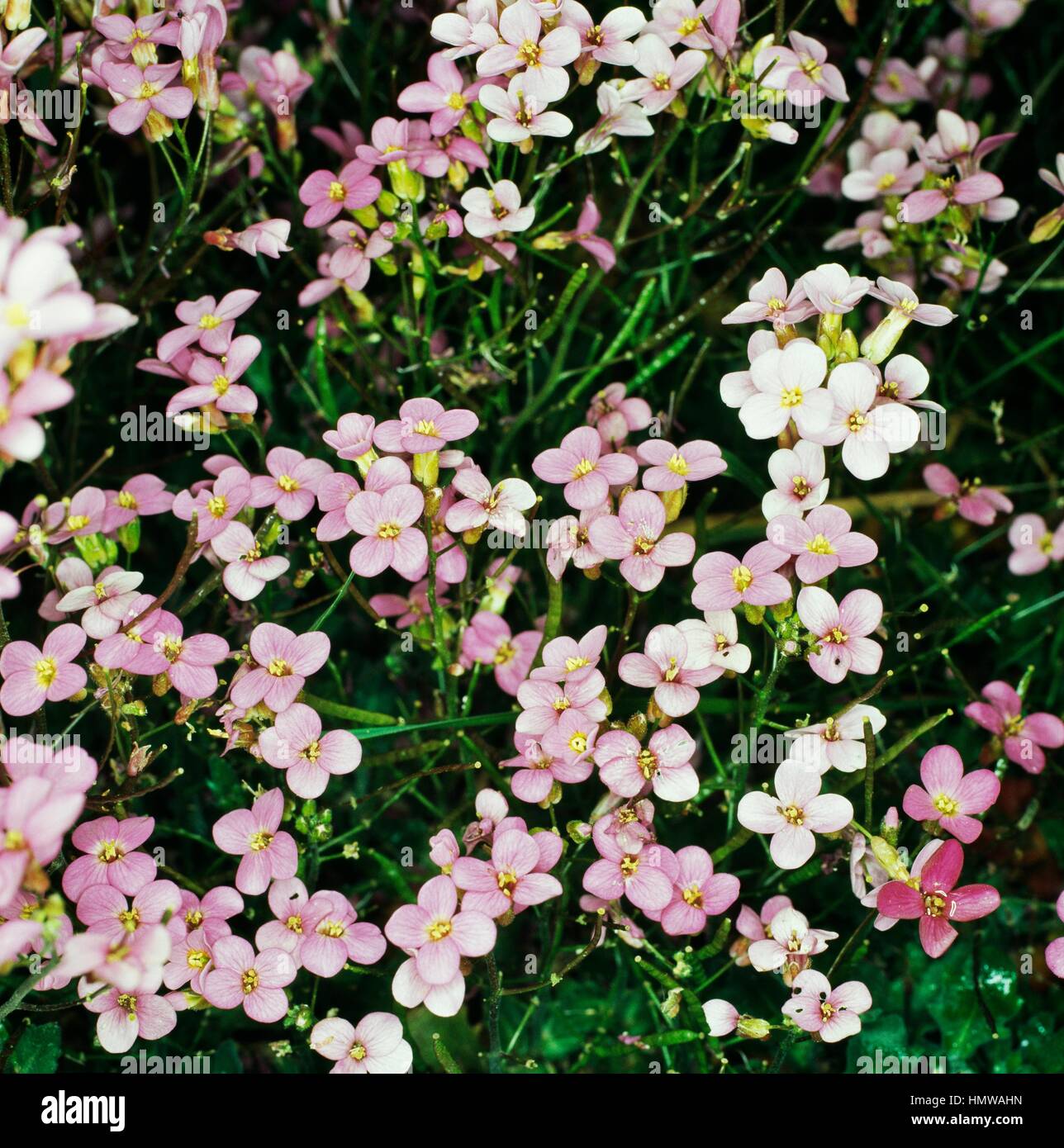 Snowcap Arabis or Alpine rock-cress (Arabis alpina Rose Fraicheur), Brassicaceae. Stock Photo
