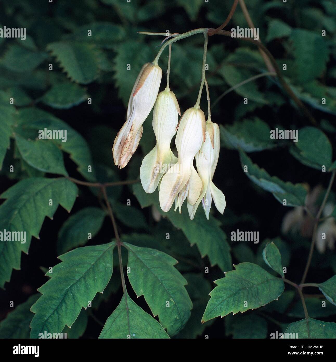 Chinese bleeding heart (Dicentra macrantha), Papaveraceae Stock Photo