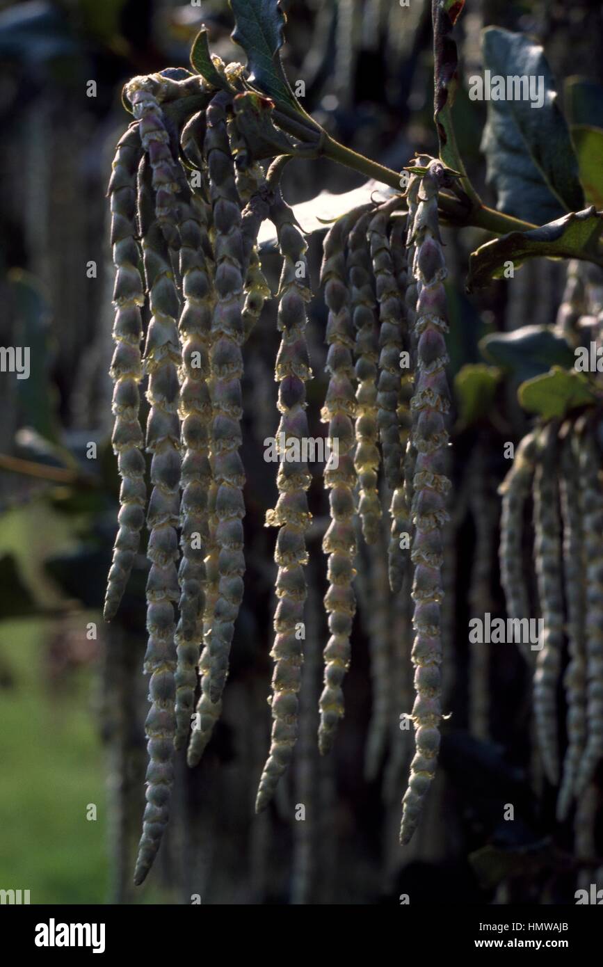 Coast silk-tassel inflorescence (Garrya elliptica), Garriaceae. Stock Photo