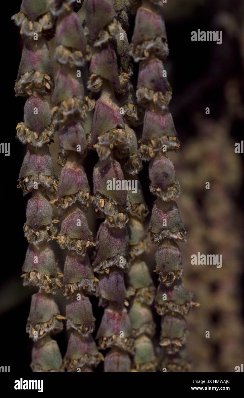 Coast silk-tassel inflorescence (Garrya elliptica), Garriaceae. Detail. Stock Photo