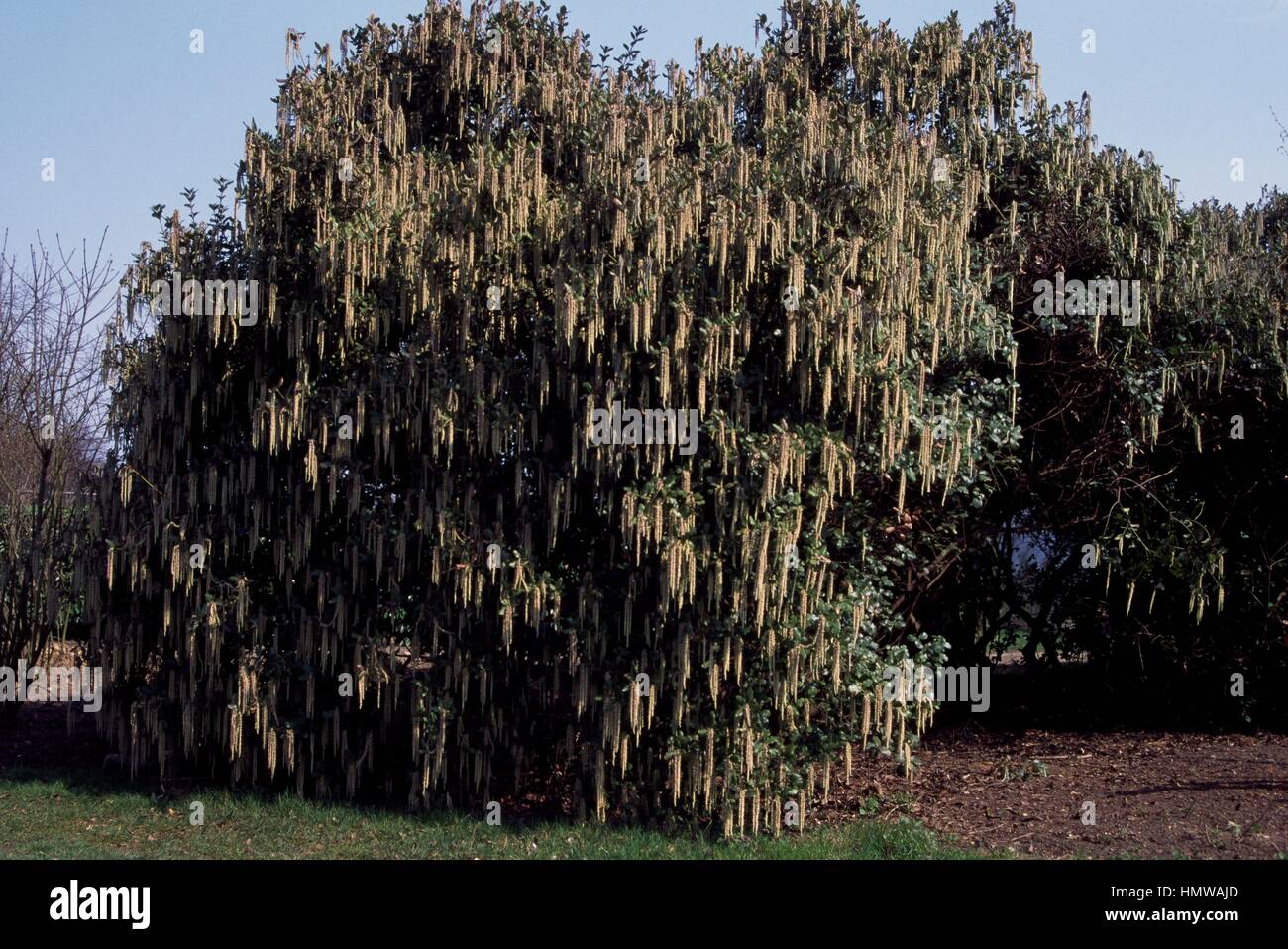 Coast silk-tassel (Garrya elliptica), Garriaceae. Stock Photo