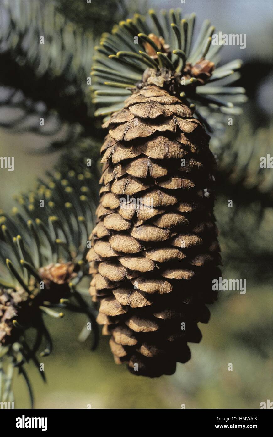 Botany - Trees - Pinaceae. Dragon spruce (Picea asperata). Cone Stock Photo
