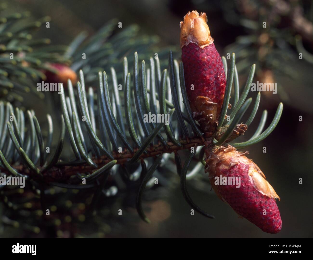Leaves and cones of Dragon Spruce (Picea asperata), Pinaceae. Stock Photo