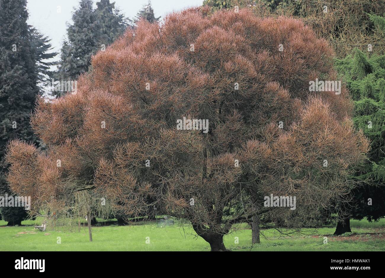 Botany - Trees - Pinaceae. Kuril Dahurian larch (Larix kurilensis) Stock Photo