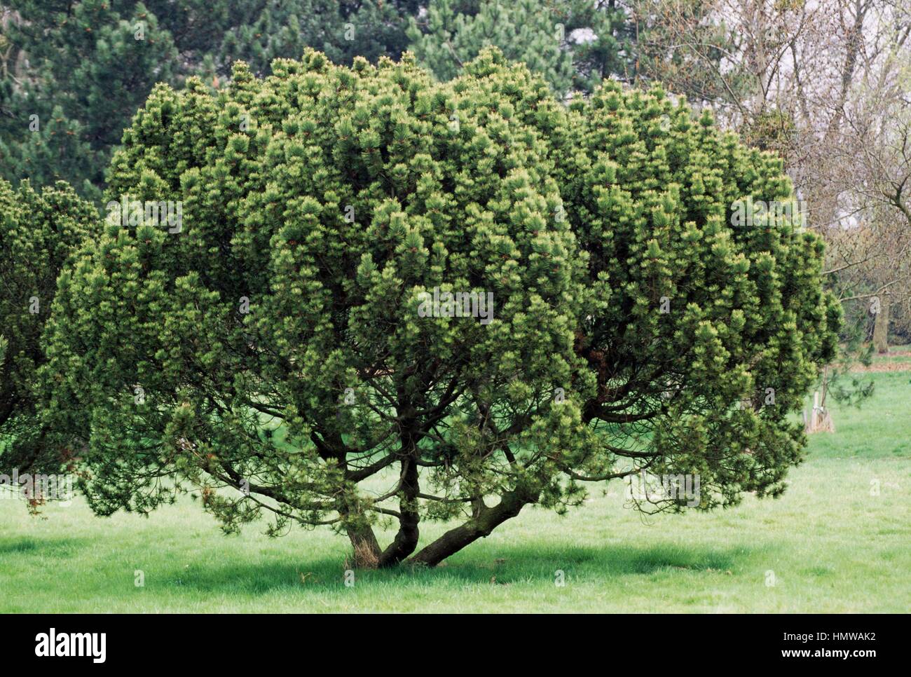Mountain Pine or Spirke (Pinus mugo uncinata), Pinaceae. Stock Photo