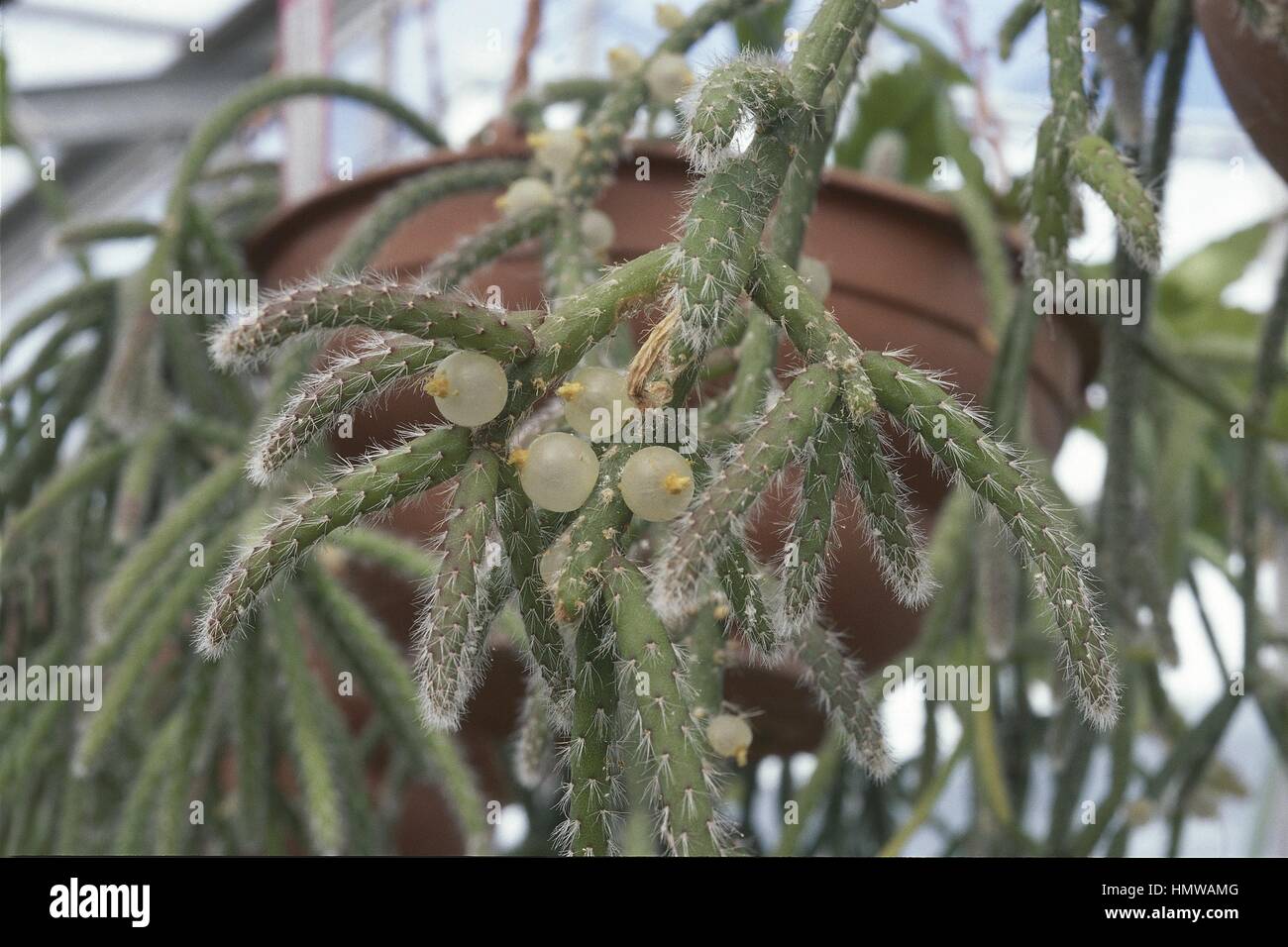 Botany - Cactaceae. Rhipsalis fasciculata Stock Photo