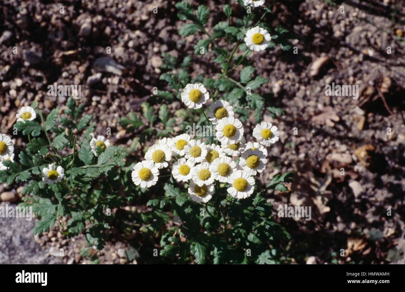 Chamomile or Roman chamomile (Anthemis nobilis or Chamaemelum nobile), Asteraceae. Stock Photo