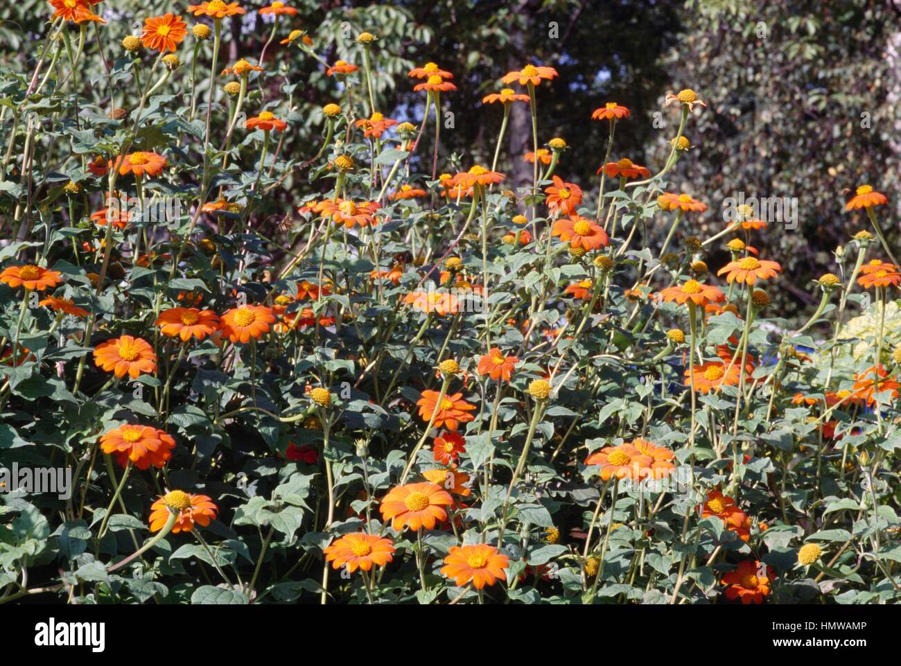 Mexican Sunflower (Tithonia rotundifolia or Titonia speciosa), Asteraceae. Stock Photo