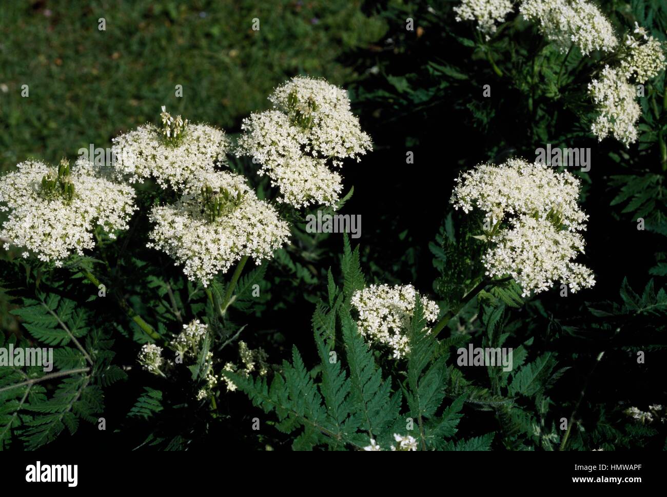 Cicely in bloom (Myrrhis odorata), Apiaceae. Stock Photo