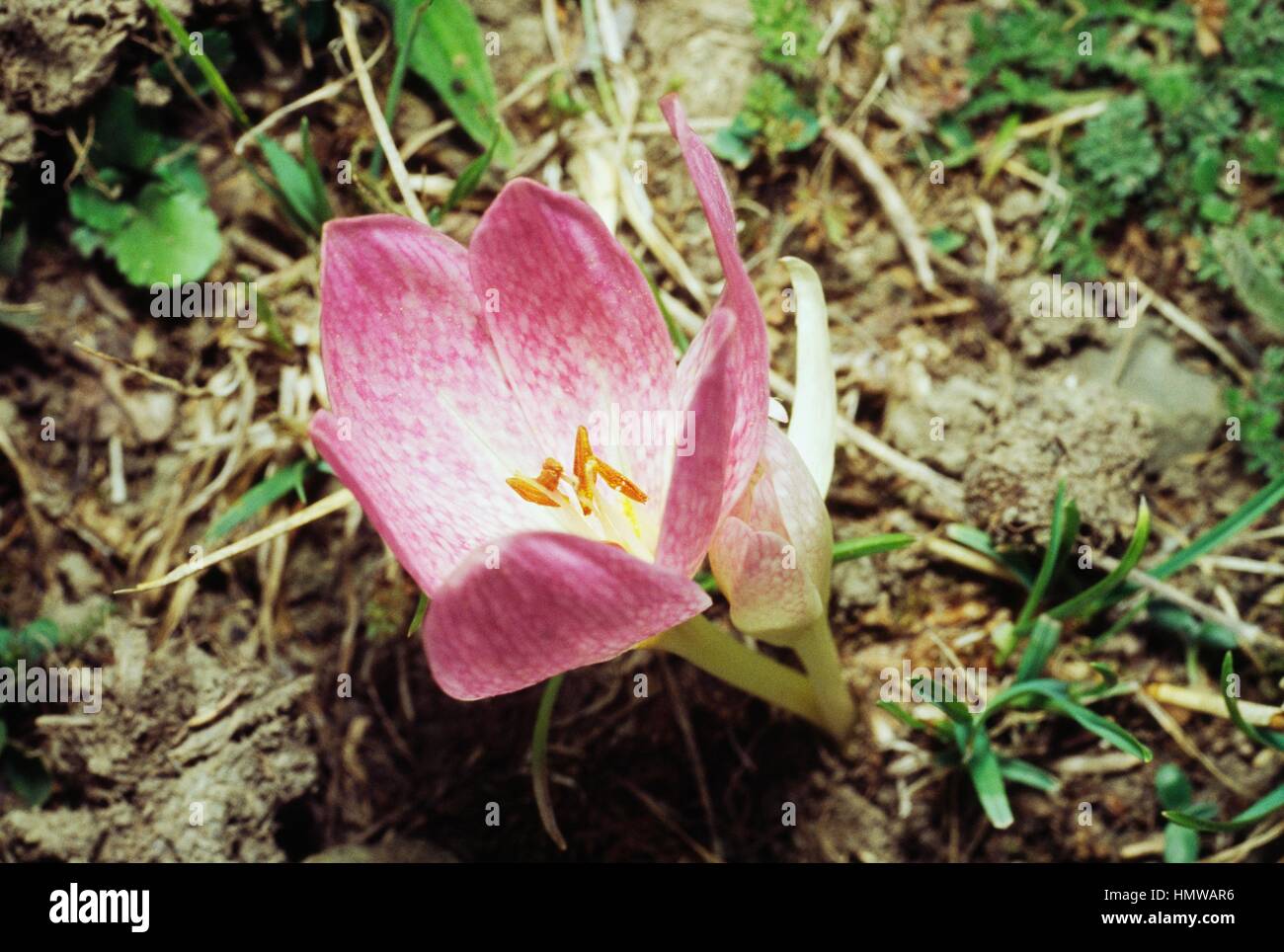 Colchicum bivonae, Colchicaceae. Stock Photo