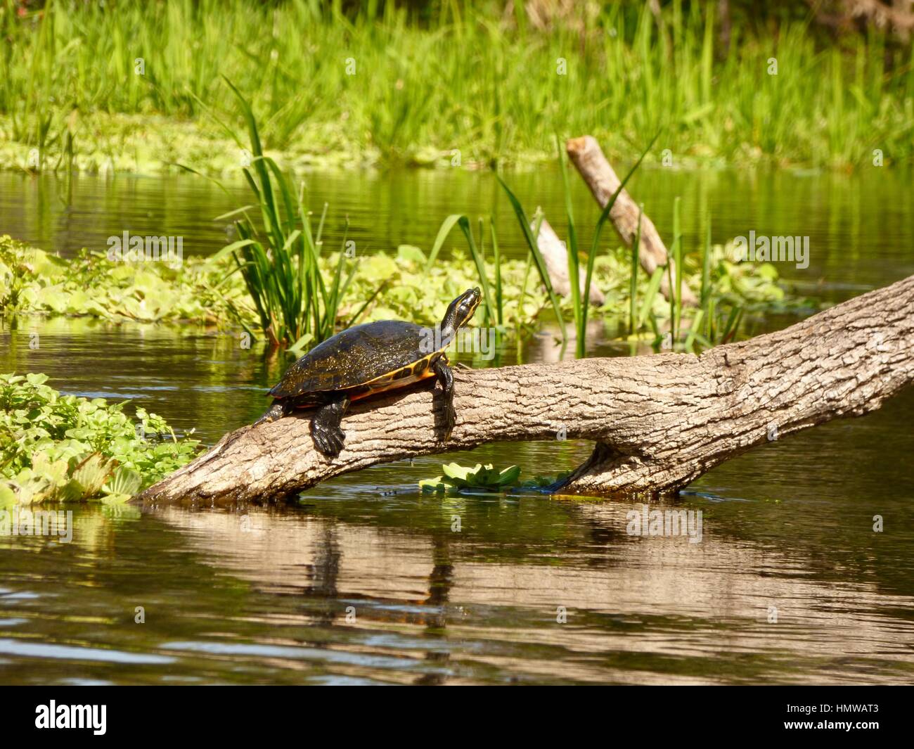 Turtles Sunning On A Log Hi Res Stock Photography And Images Alamy