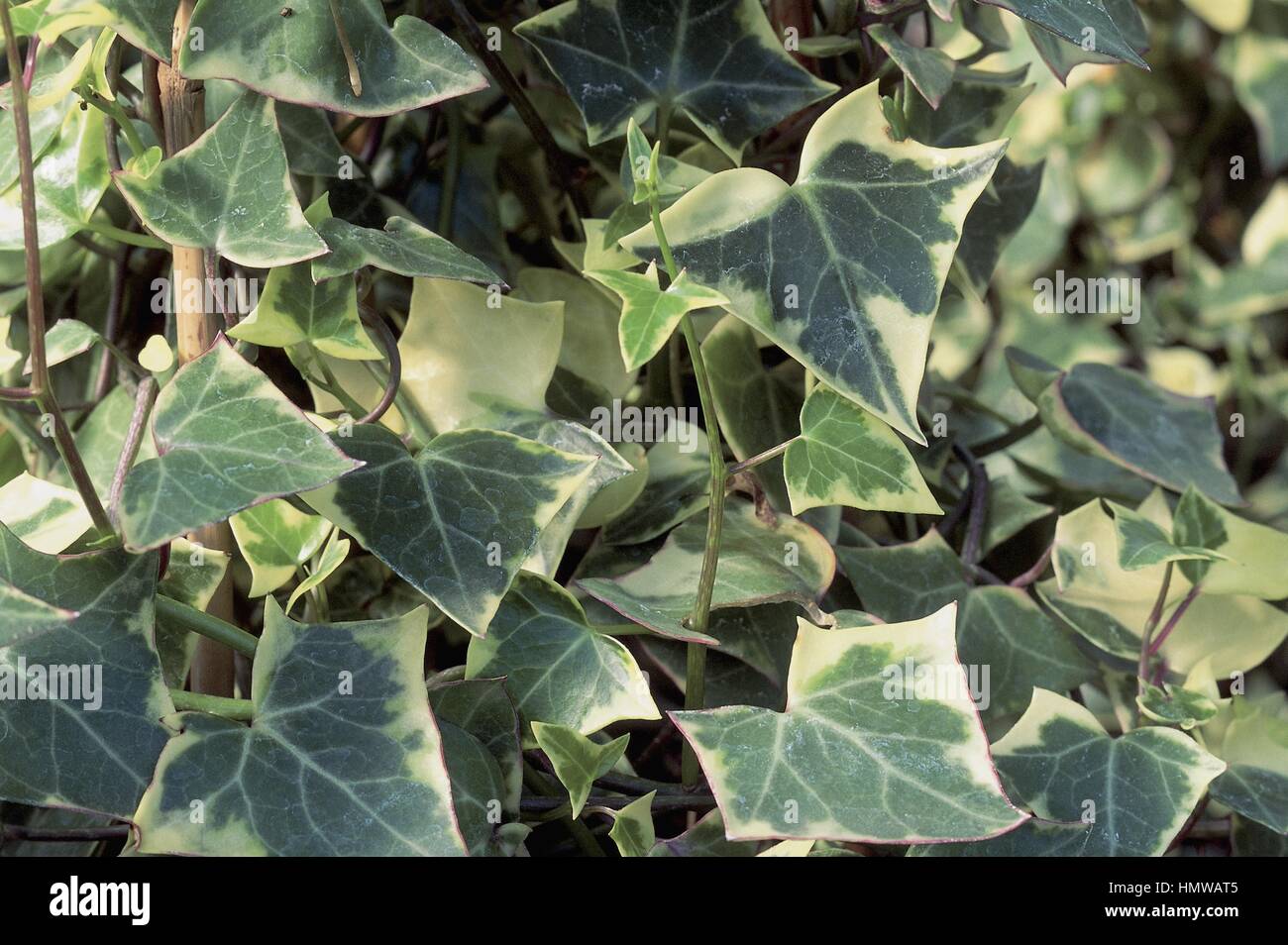 Botany - Araliaceae. Senecio. Ivy Stock Photo