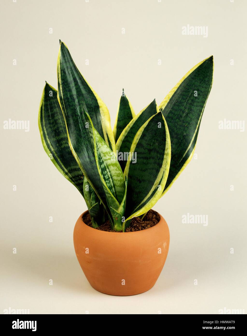Snake sansevieria, Viper's bowstring hemp or Mother-in-law's tongue (Sansevieria hahnii), Asparagaceae. Stock Photo