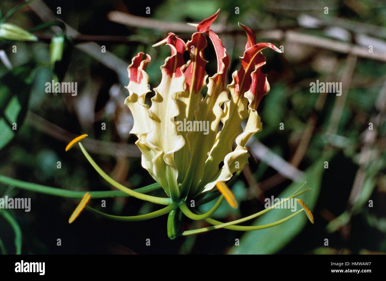 Flame lily, Glory lily or Climbing lily (Gloriosa rothschildiana or Gloriosa superba), Colchicaceae. Stock Photo