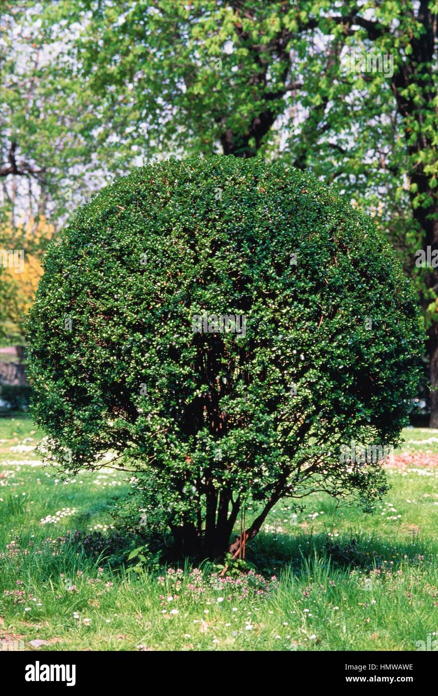 wax-leaved privet (ligustrum lucidum or ligustrum vulgare