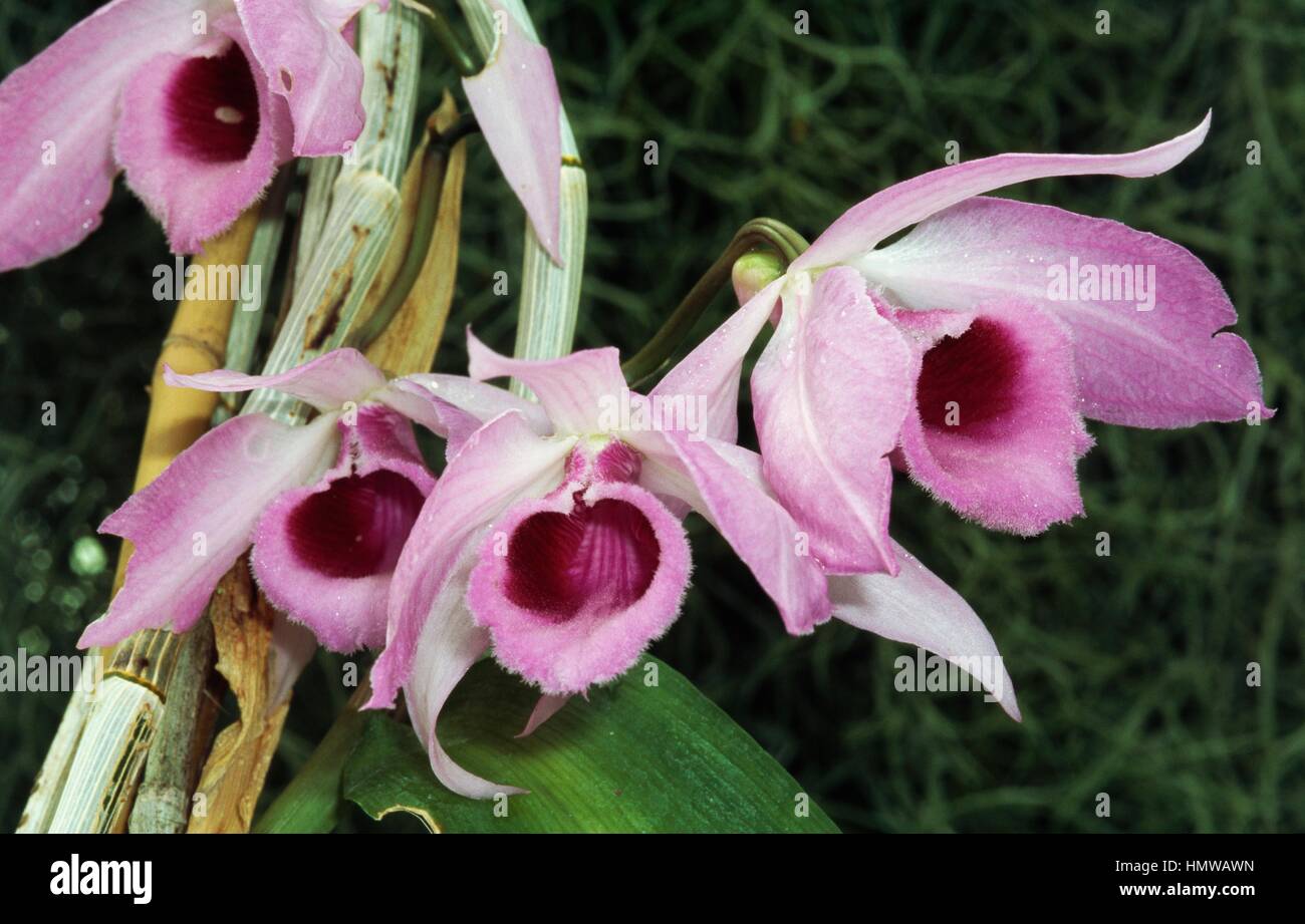 Honohono (Dendrobium anosmum superbum), Orchidaceae. Stock Photo
