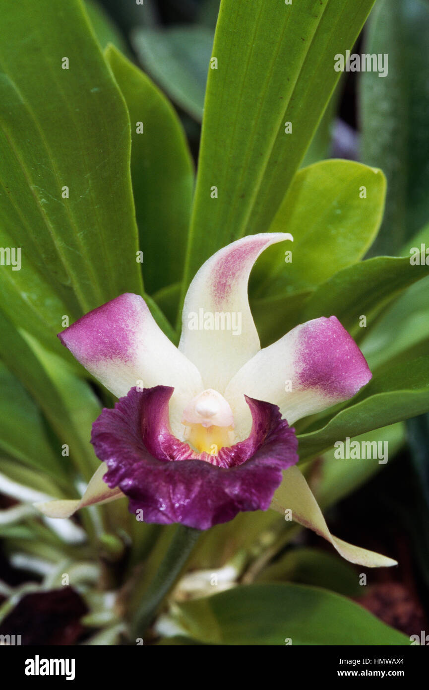 Orchid (Cochleanthes wendlandii x Cochleanthes marginata), Orchidaceae. Stock Photo