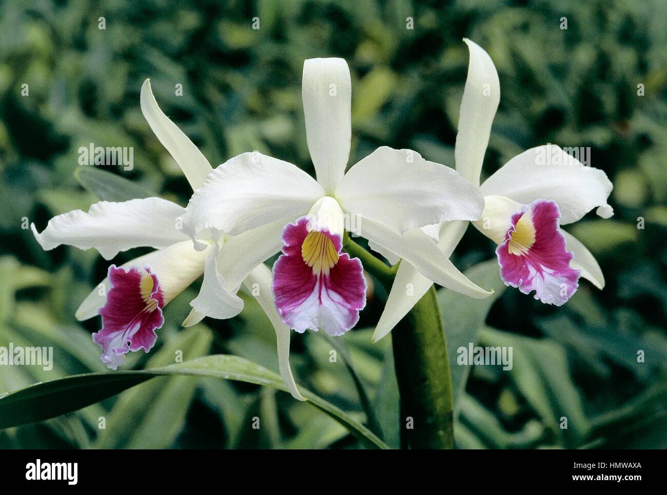 Orchid (Laelia purpurata roxo-bispo), Orchidaceae. Stock Photo