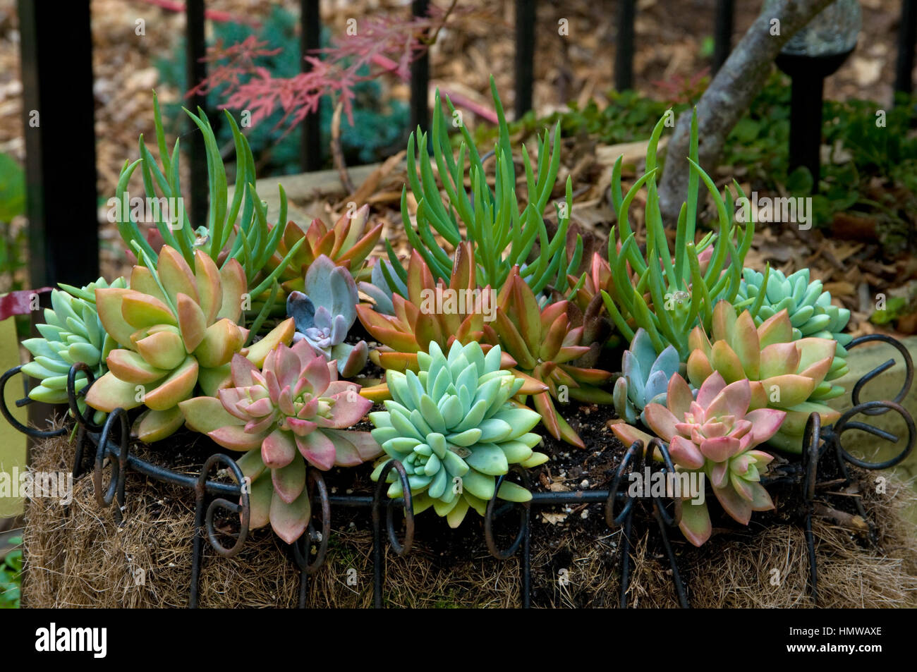 ASSORTED Succulents in wire basket Stock Photo Alamy