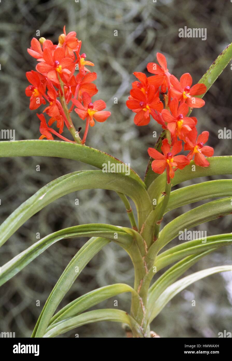 Orchid (Ascocentrum curvifolium), Orchidaceae. Stock Photo