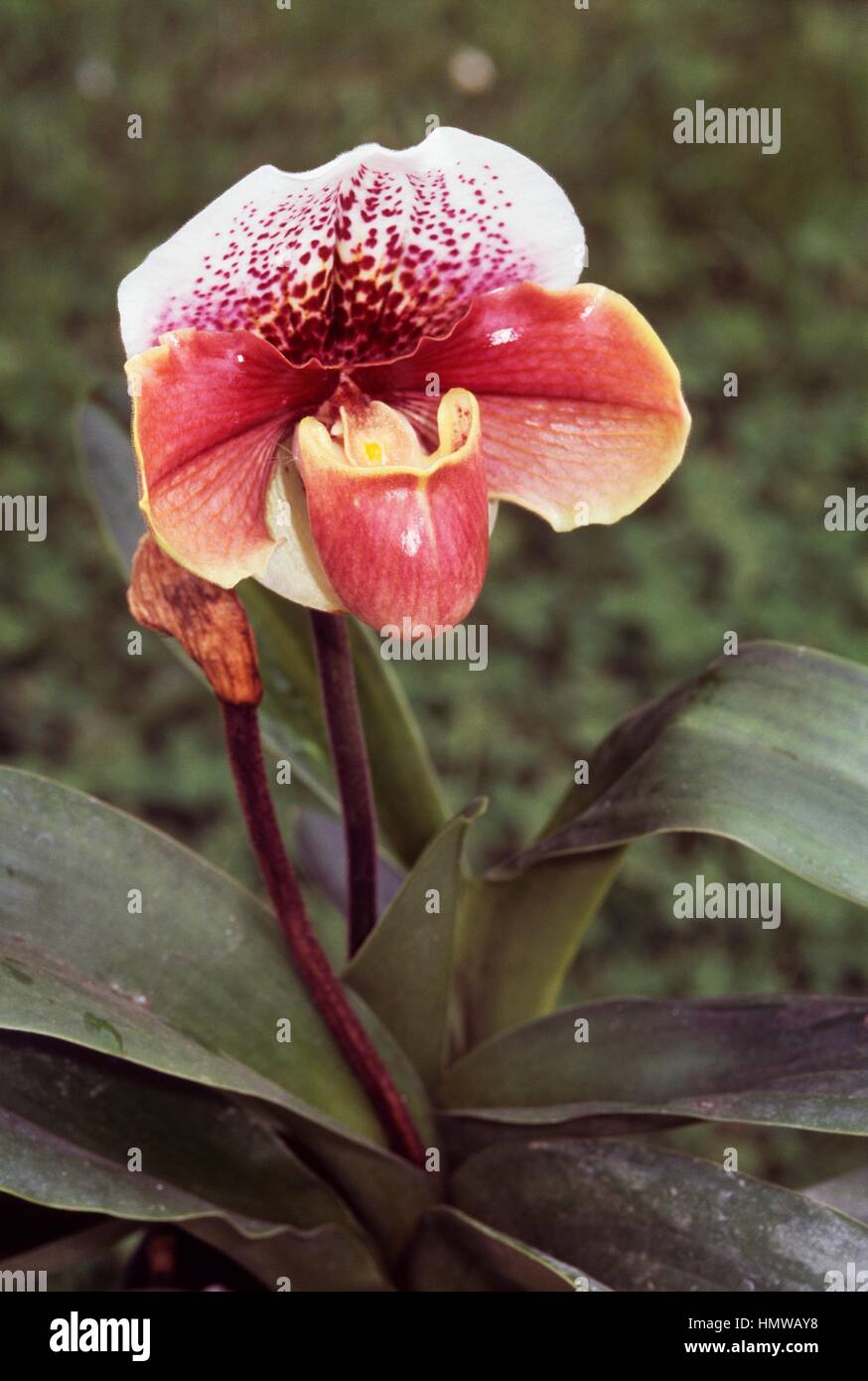 Venus' Slipper (Paphiopedilum insigne), Orchidaceae. Stock Photo