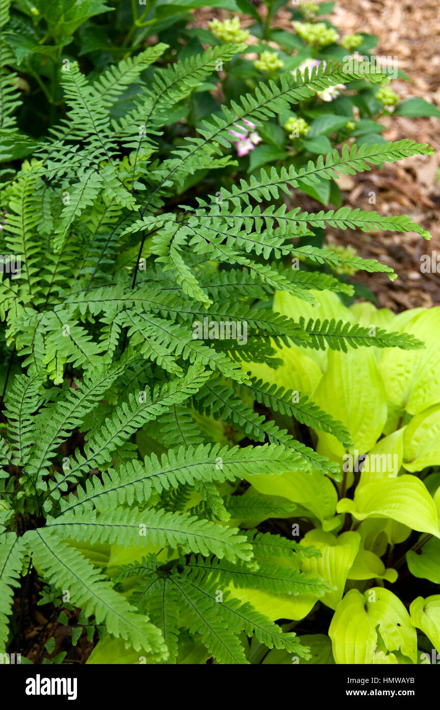 Maidenhair fern, Adiantum pedatum Stock Photo