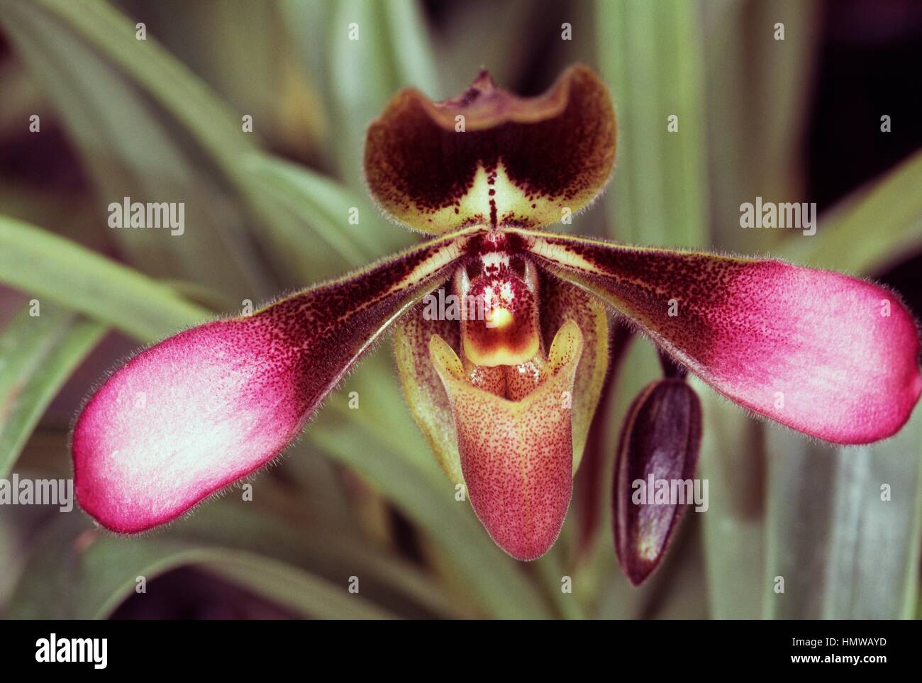 Paphiopedilum Pinocchio (Paphiopedilum glaucophyllum x Paphiopedilum primulinum), Orchidaceae. Stock Photo