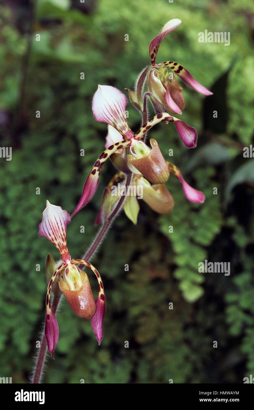 Orchid (Laelia bahiensis x Laelia tenebrosa), Orchidaceae. Stock Photo