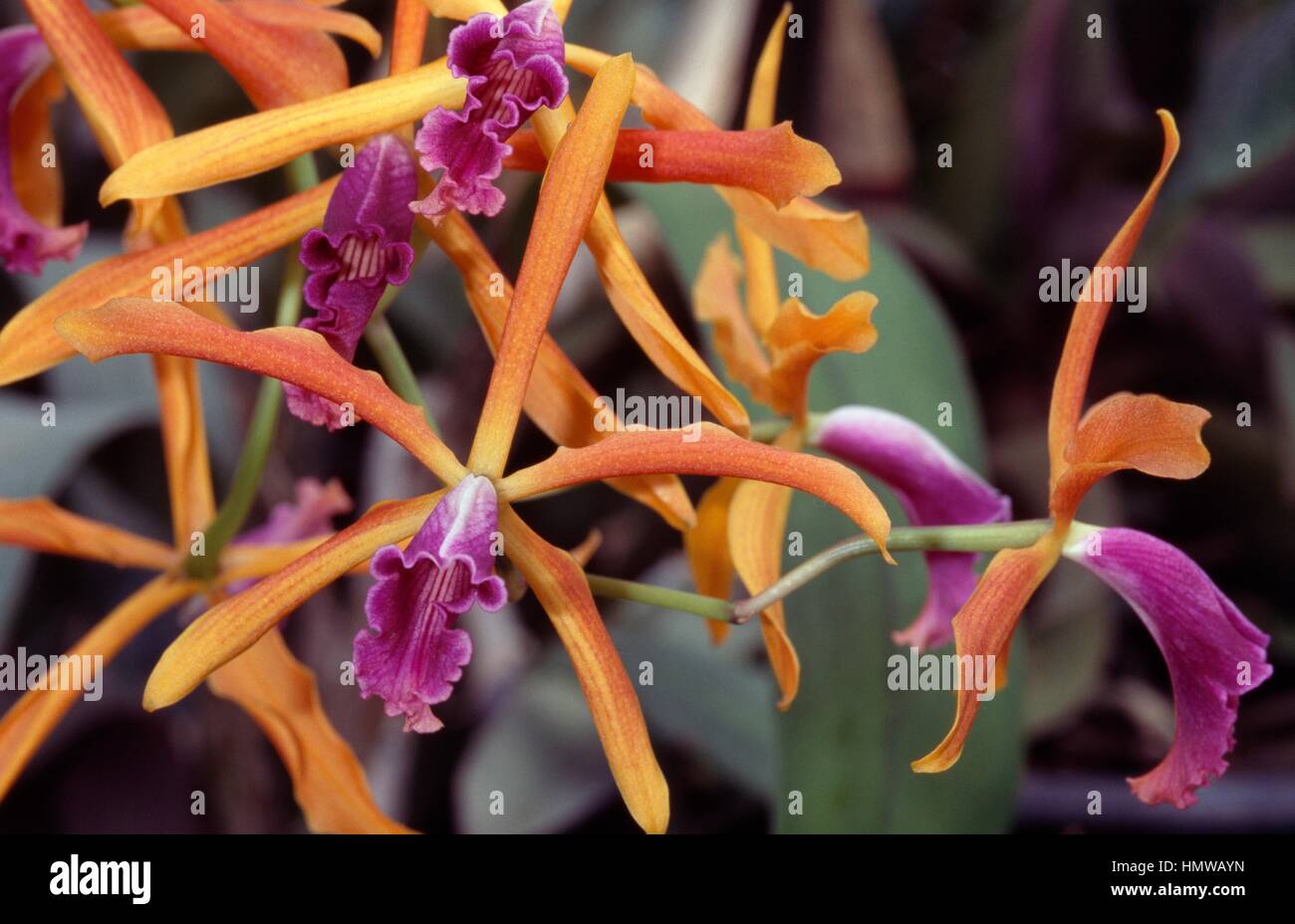 Orchid (Sophrocattleya Jewel Box), Orchidaceae. Stock Photo