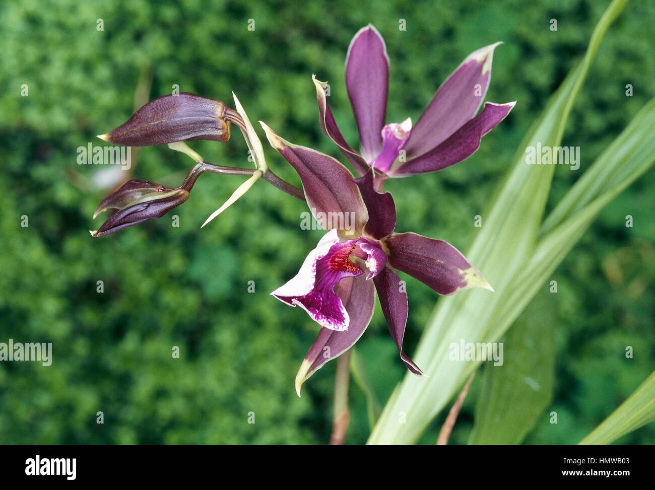 Orchid, hybrid of Zygopetalum, Orchidaceae. Stock Photo