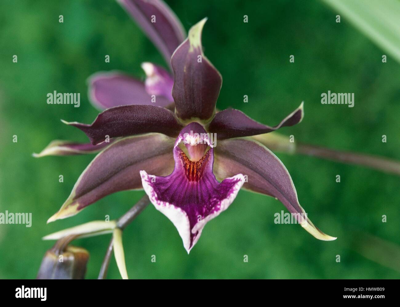Orchid, hybrid of Zygopetalum, Orchidaceae. Stock Photo