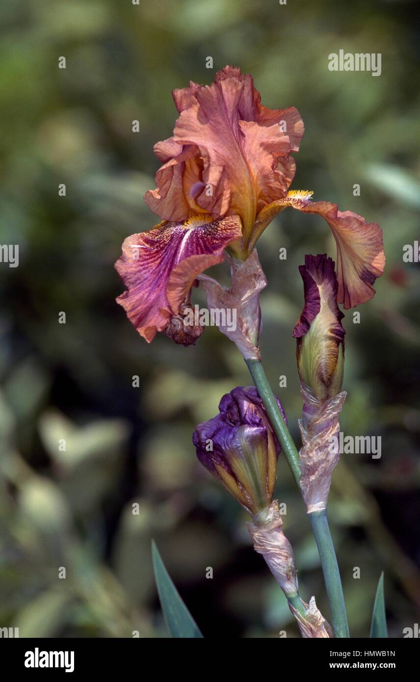 Bearded iris leaves hires stock photography and images Alamy