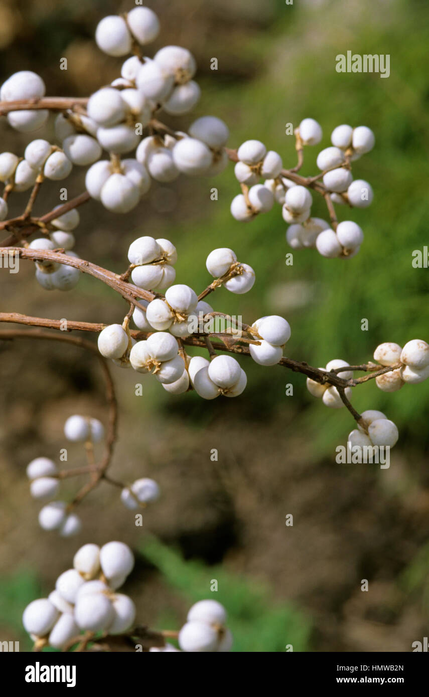 Sapium sebiferum,Chinese tallow tree, popcorn tree, Stock Photo