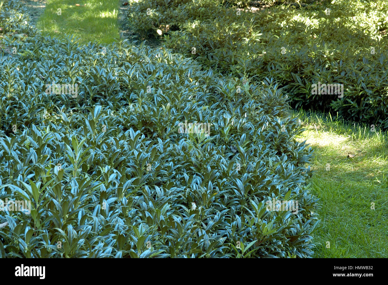 Sarcocca humilis, hookeriana , confusa, Stock Photo