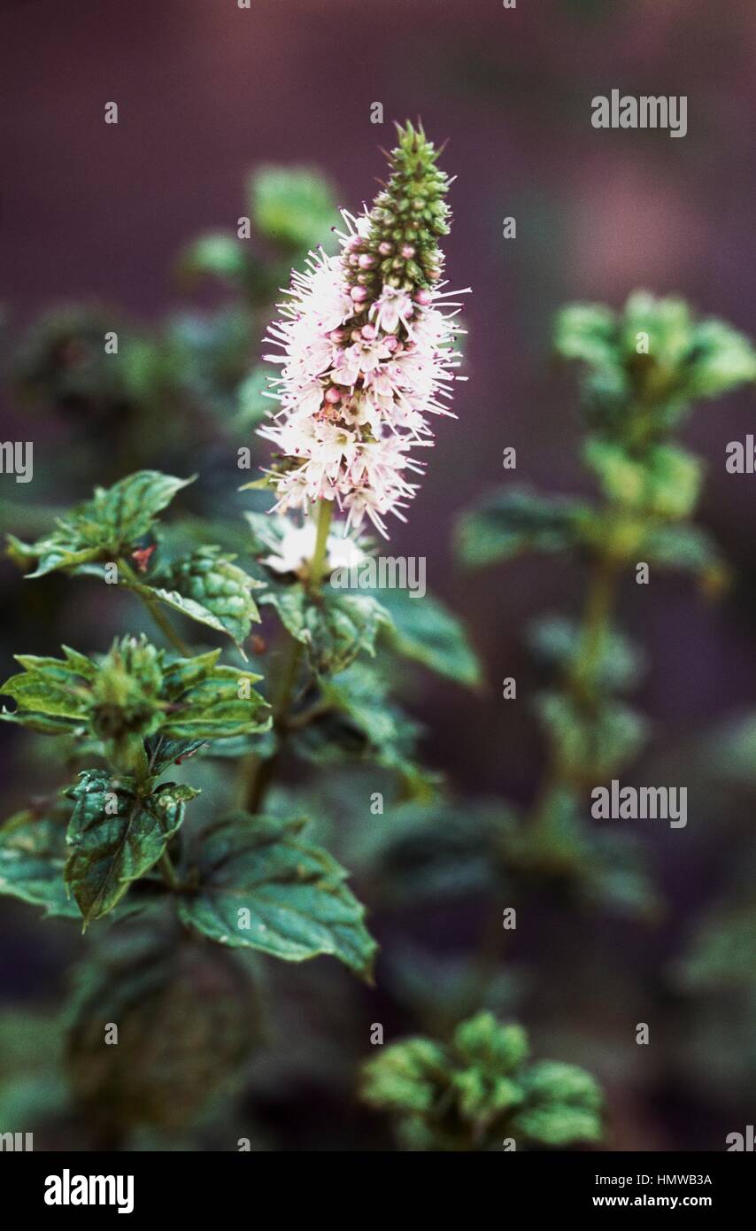 Peppermint in bloom (Mentha x piperita), Lamiaceae. Stock Photo
