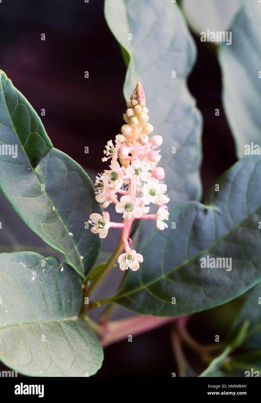 American Pokeweed fruits (Phytolacca americana or Phytolacca decandra), Phytolaccaceae. Stock Photo