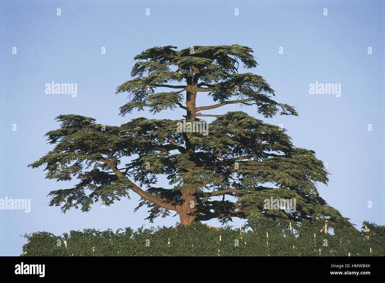 Botany - Trees - Pinaceae - Lebanon Cedar (Cedrus libani). Stock Photo