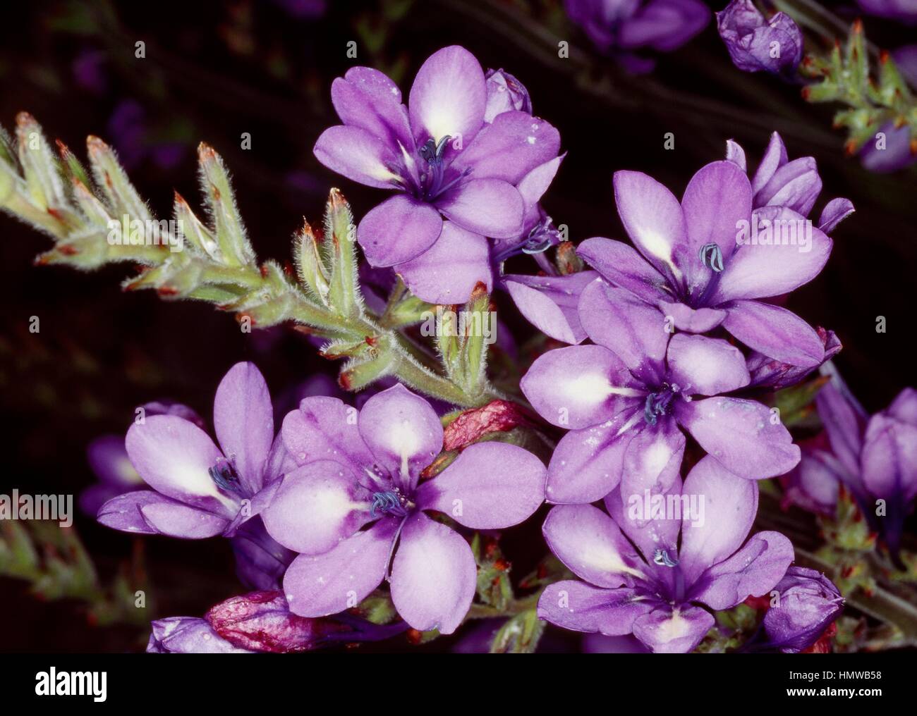Baboon flower or Blue Freesia (Babiana stricta or Babiana rubrocyanea), Iridaceae. Stock Photo