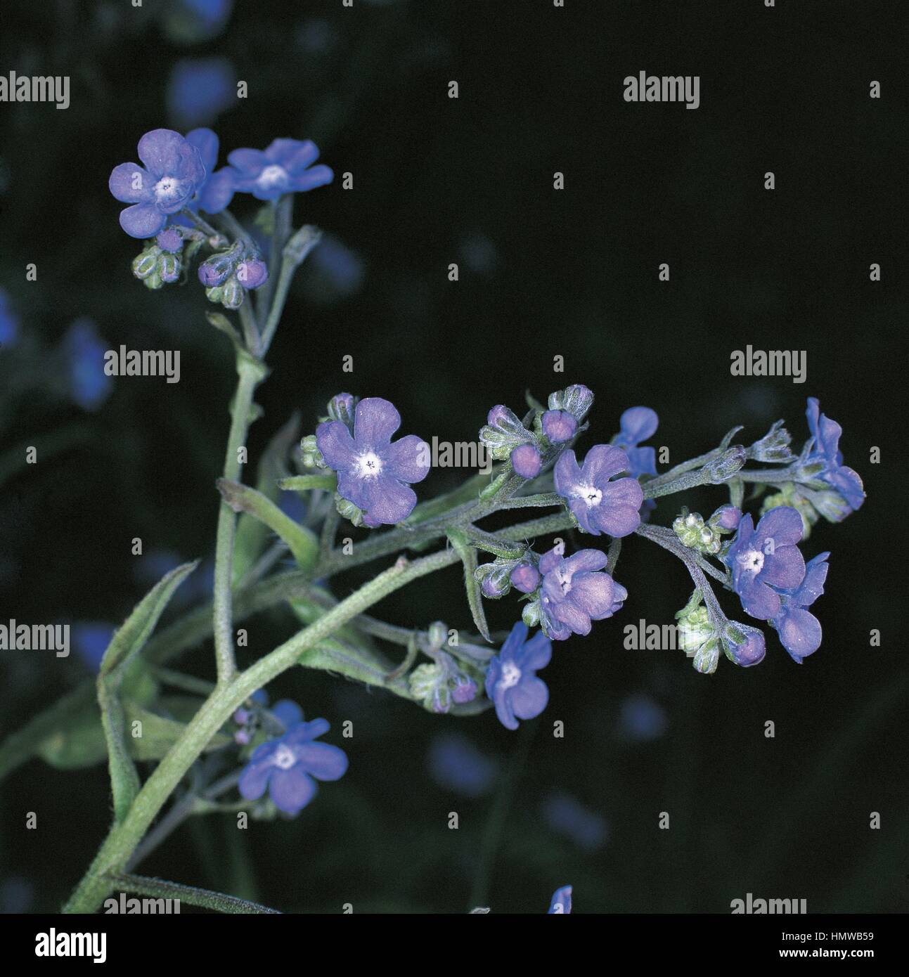 Botany - Boraginaceae. Barrelier's bugloss (Anchusa barrelieri) Stock Photo