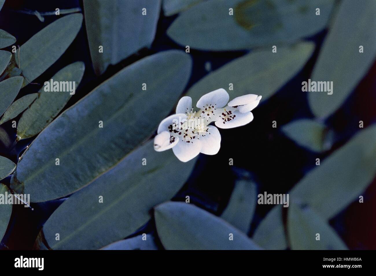 Botany - Aponogetonaceae. Cape pondweed (Aponogeton distachyos) Stock Photo