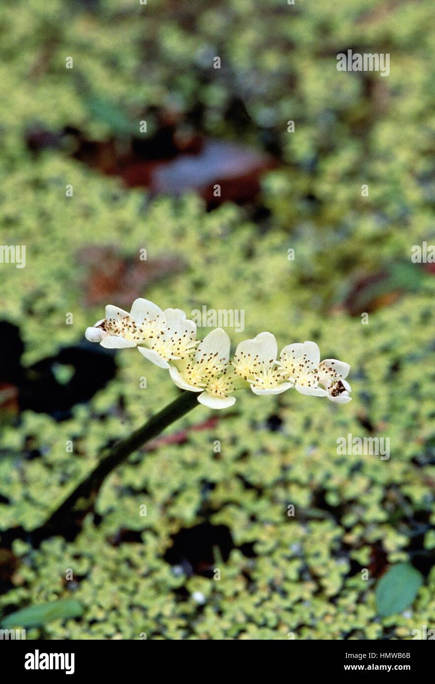 Water Hawthorne (Aponogeton distachyus), Aponogetonaceae. Stock Photo
