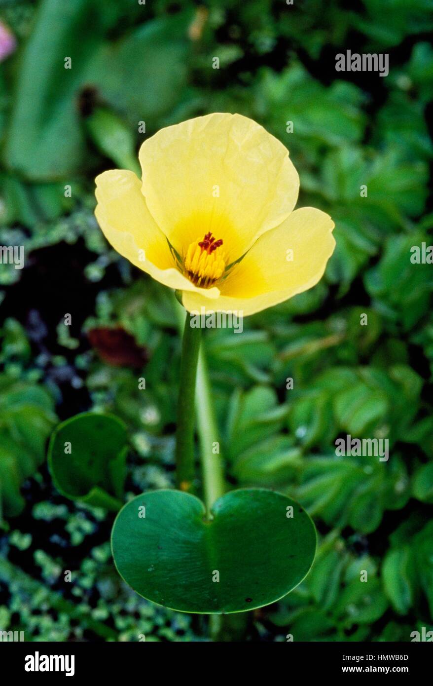 Waterpoppy (Hydrocleys nymphoides), Alismataceae. Stock Photo