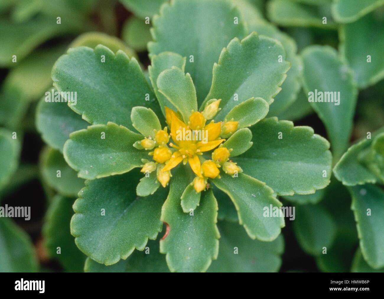 Stonecrop (Sedum sp), Crassulaceae. Stock Photo