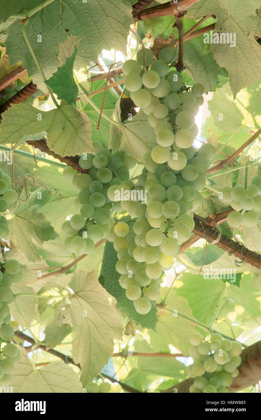 Fox grape hires stock photography and images Alamy