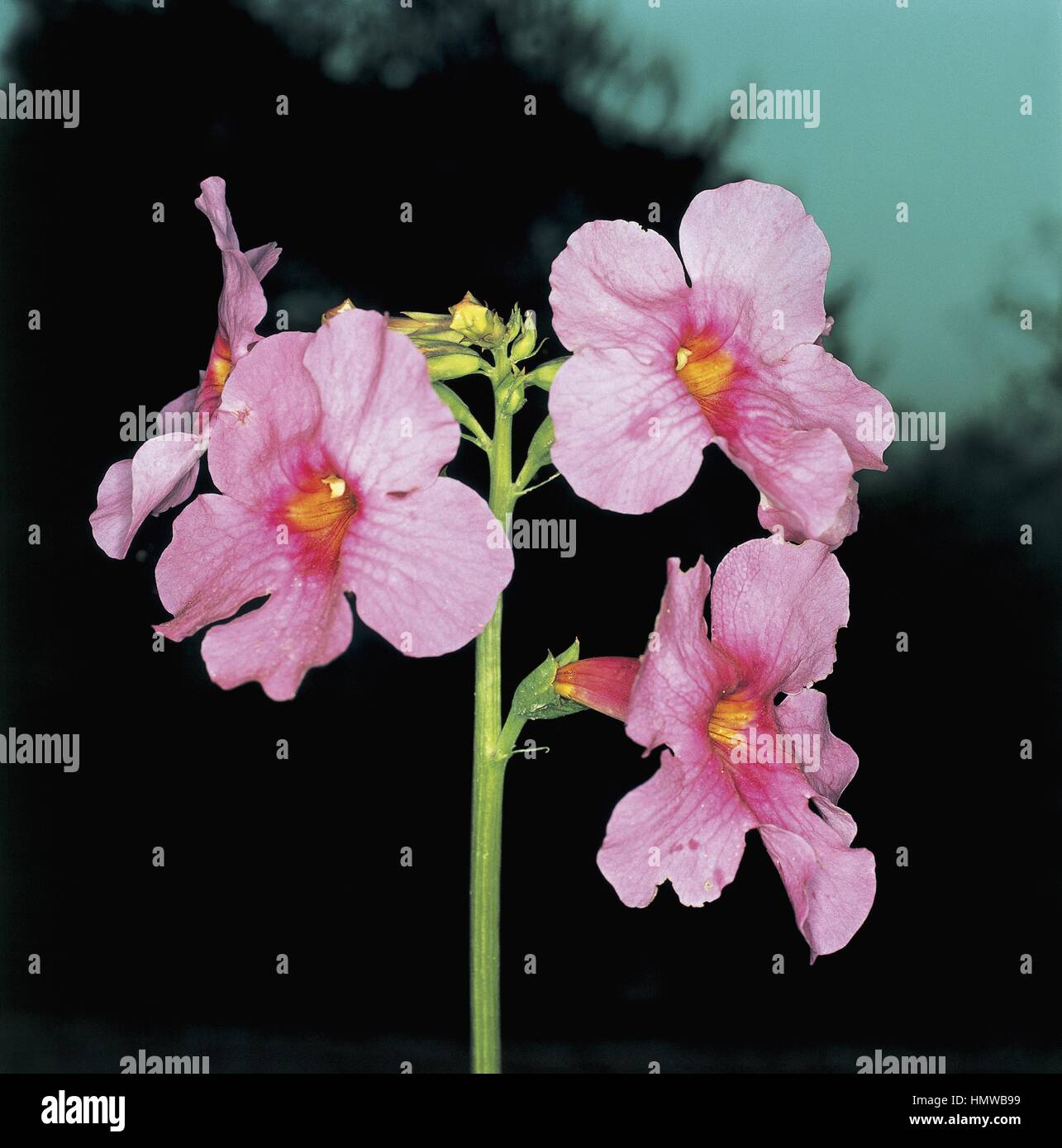 Botany - Bignoniaceae.  Hardy Gloxinia (Incarvillea delavayi) Stock Photo