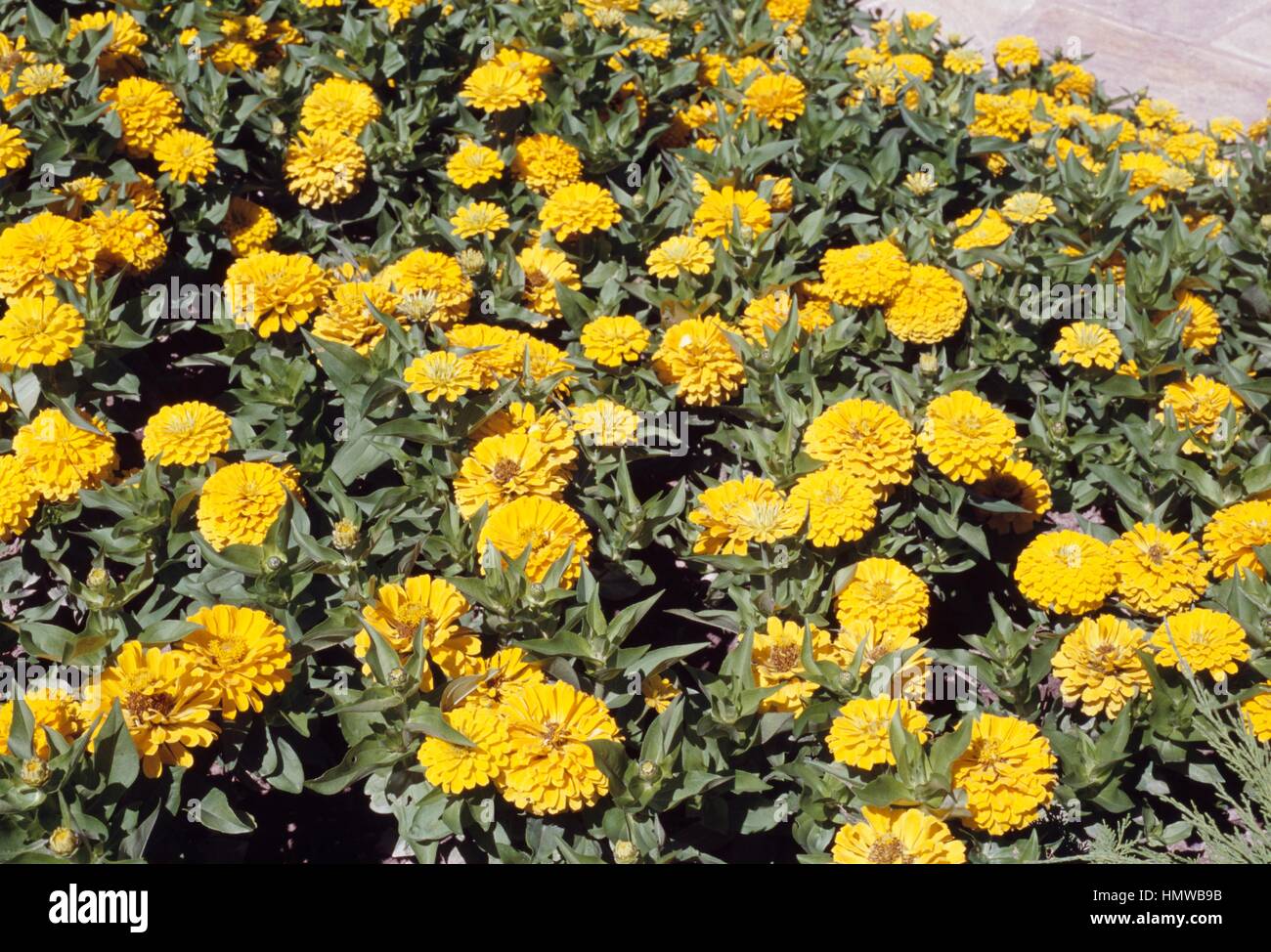 Hybrid of zinnia hi-res stock photography and images - Alamy