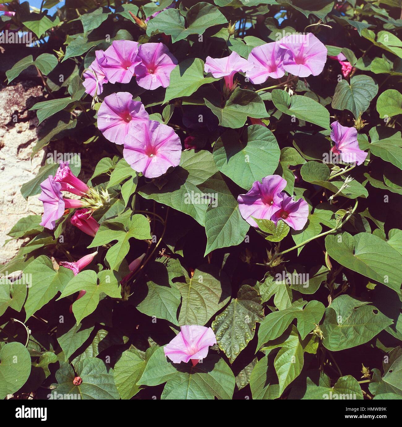 Ivy-leaved Morning Glory (Ipomoea nil), Convolvulaceae. Stock Photo